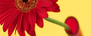 Die richtige Vase zum duften <br>Mitbringsel