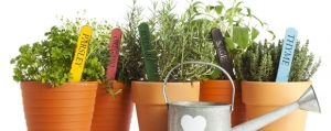 Kleine Kräuterkunde: Tipps für den Küchengarten
